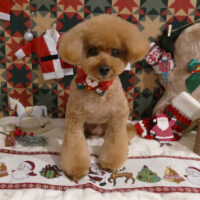 【星ヶ丘店】2025年12月1日のワンちゃん達♪