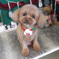 【山手店】2025年12月4日のワンちゃん達♪