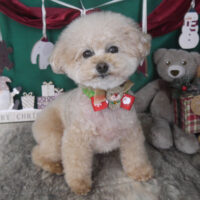 【山手店】2025年12月7日のワンちゃん達♪