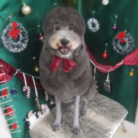 【山手店】2025年12月11日のワンちゃん達♪