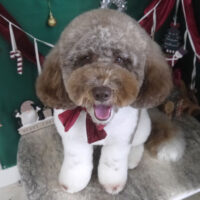 【山手店】2025年12月13日のワンちゃん達♪