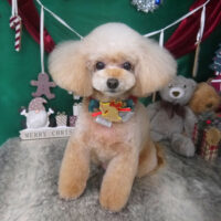 【山手店】2025年12月14日のワンちゃん達♪