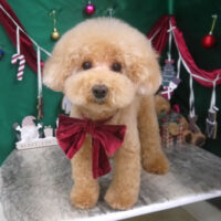 【山手店】2025年12月18日のワンちゃん達♪