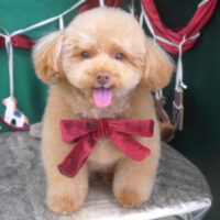 【山手店】2025年12月19日のワンちゃん達♪