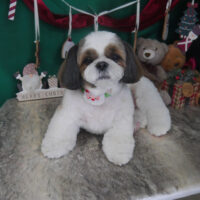 【山手店】2025年12月20日のワンちゃん達♪