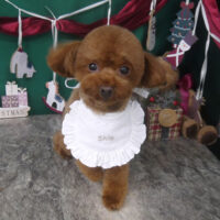 【山手店】2025年12月21日のワンちゃん達♪