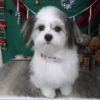 【山手店】2025年12月22日のワンちゃん達♪