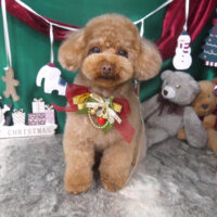 【山手店】2025年12月25日のワンちゃん達♪