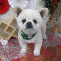 【山手店】2025年12月26日のワンちゃん達♪