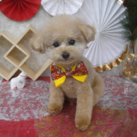 【山手店】2025年12月28日のワンちゃん達♪