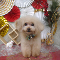 【山手店】2025年12月29日のワンちゃん達♪