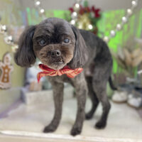 【本店】2025年12月1日のワンちゃん達♪