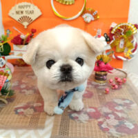 【池下店】2026年1月10日のワンちゃん達♪