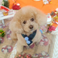 【池下店】2026年1月12日のワンちゃん達♪