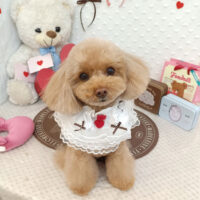 【池下店】2026年1月23日のワンちゃん達♪