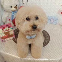 【池下店】2026年1月24日のワンちゃん達♪