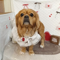 【池下店】2026年1月25日のワンちゃん達♪