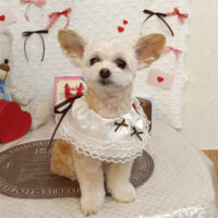 【池下店】2026年1月26日のワンちゃん達♪