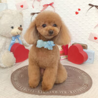 【池下店】2026年1月30日のワンちゃん達♪