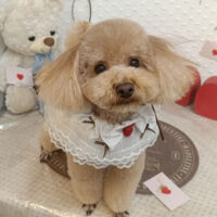 【池下店】2026年1月31日のワンちゃん達♪