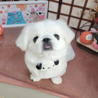 【本店】2026年1月19日のワンちゃん達♪