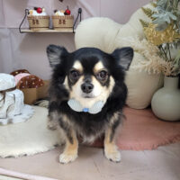 【本店】2026年1月26日のワンちゃん達♪