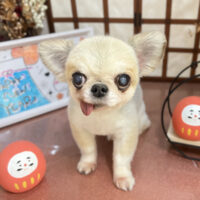 【本店】2026年1月23日のワンちゃん達♪