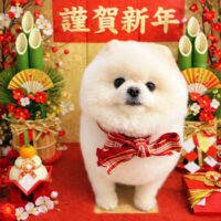 【本店】2026年1月5日のワンちゃん達♪