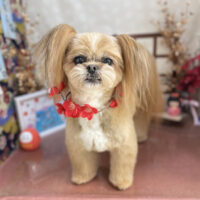 【本店】2026年1月15日のワンちゃん達♪