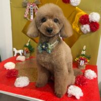 【星ヶ丘店】2026年1月10日のワンちゃん達♪