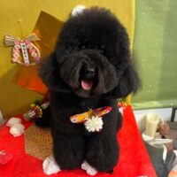 【星ヶ丘店】2026年1月11日のワンちゃん達♪