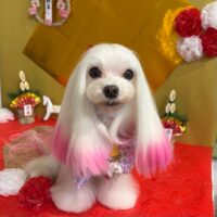 【星ヶ丘店】2026年1月15日のワンちゃん達♪