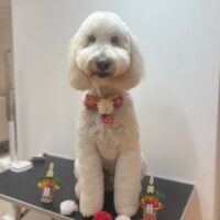 【星ヶ丘店】2026年1月16日のワンちゃん達♪