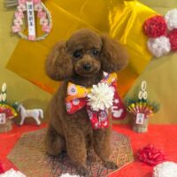 【星ヶ丘店】2026年1月18日のワンちゃん達♪