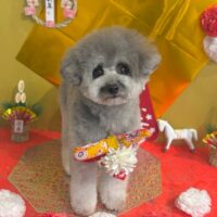 【星ヶ丘店】2026年1月22日のワンちゃん達♪