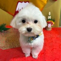 【星ヶ丘店】2026年1月25日のワンちゃん達♪