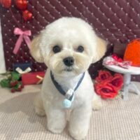 【星ヶ丘店】2026年1月29日のワンちゃん達♪