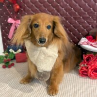 【星ヶ丘店】2026年1月31日のワンちゃん達♪