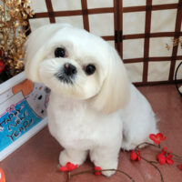 【本店】2026年1月10日のワンちゃん達♪