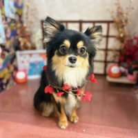 【本店】2026年1月24日のワンちゃん達♪