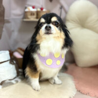 【本店】2026年1月31日のワンちゃん達♪