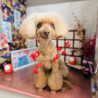 【本店】2026年1月12日のワンちゃん達♪