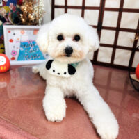 【本店】2026年1月18日のワンちゃん達♪