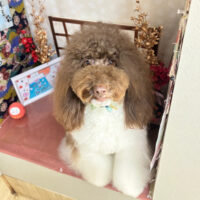 【本店】2026年1月8日のワンちゃん達♪