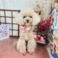 【本店】2026年1月9日のワンちゃん達♪