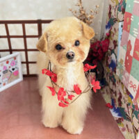 【本店】2026年1月11日のワンちゃん達♪