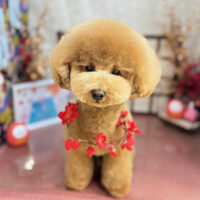 【本店】2026年1月17日のワンちゃん達♪