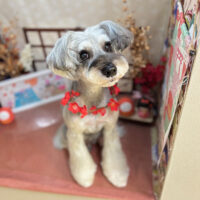 【本店】2026年1月22日のワンちゃん達♪