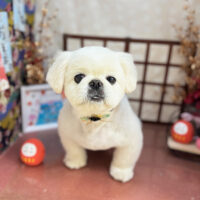 【本店】2026年1月25日のワンちゃん達♪