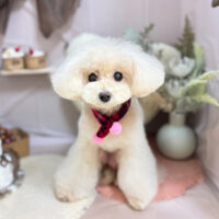 【本店】2026年1月29日のワンちゃん達♪